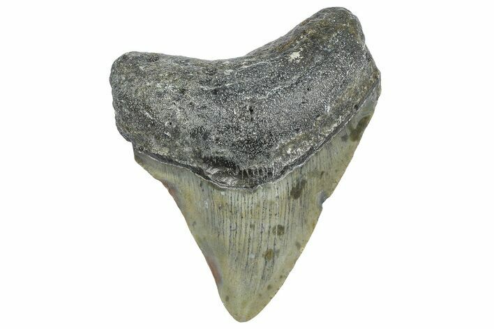Juvenile Megalodon Tooth - North Carolina #362957